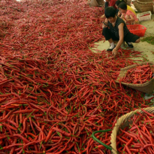 重庆火锅底料哪家好，背后厂家才是制胜关键！