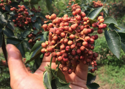 如何做出最火爆的一次性火锅底料，这些误区先避开！